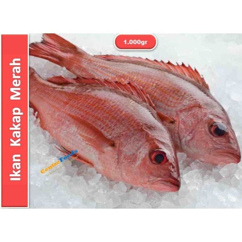 Detail Gambar Ikan Kakap Merah Nomer 25