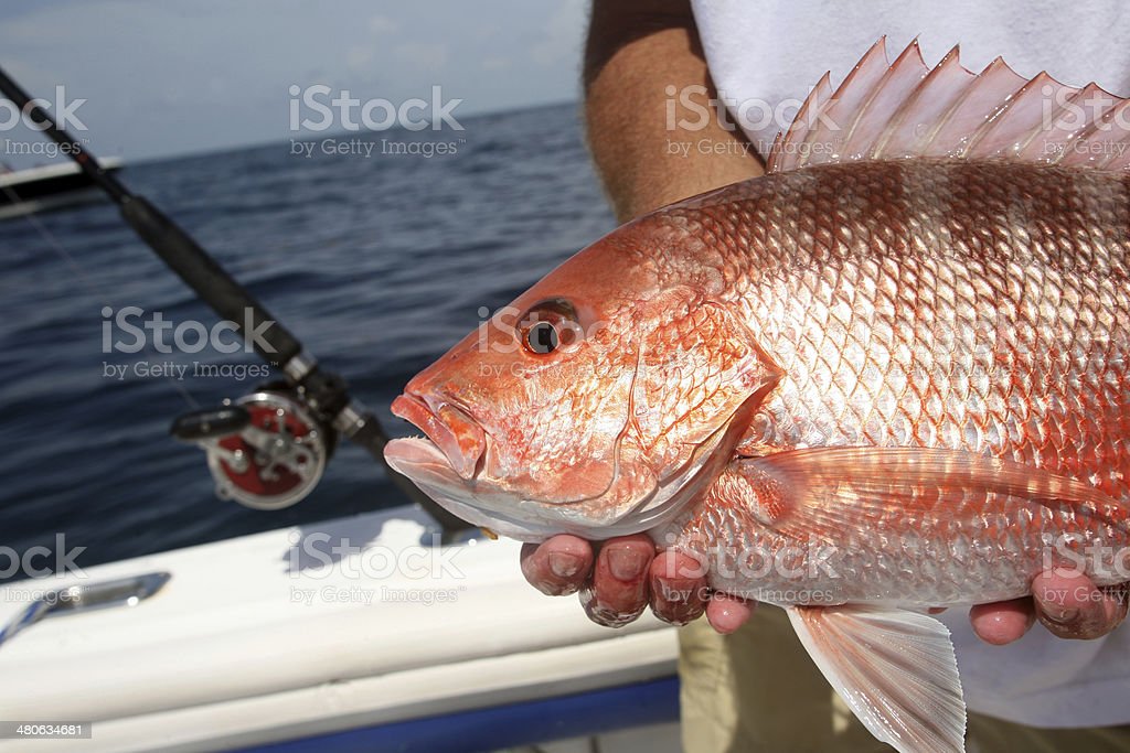 Detail Gambar Ikan Kakap Merah Nomer 32