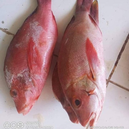 Detail Gambar Ikan Kakap Merah Nomer 41