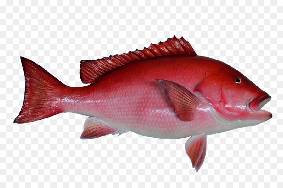 Detail Gambar Ikan Kakap Merah Nomer 53