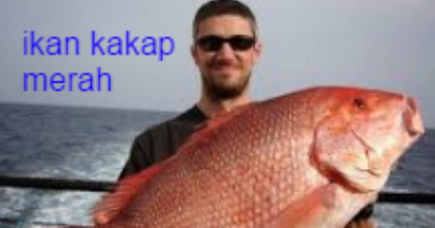 Detail Gambar Ikan Kakap Merah Nomer 54