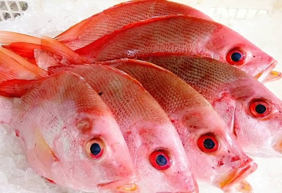 Detail Gambar Ikan Kakap Merah Nomer 8