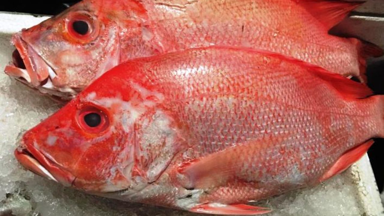 Detail Gambar Ikan Kakap Merah Nomer 9