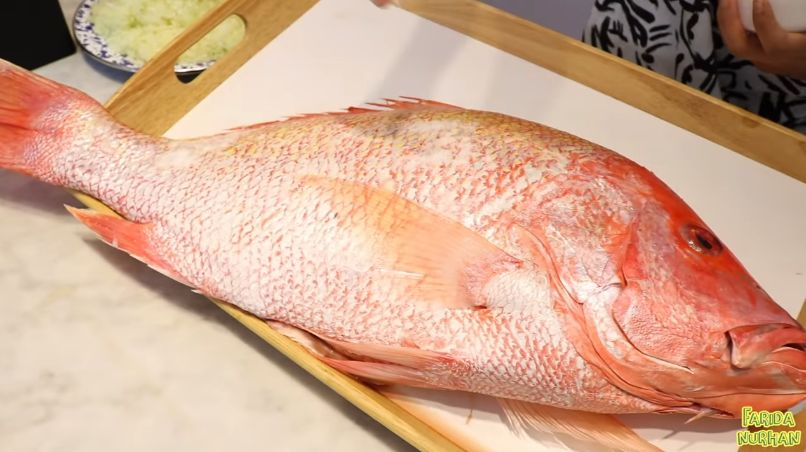 Detail Gambar Ikan Kakap Merah Besar Nomer 17