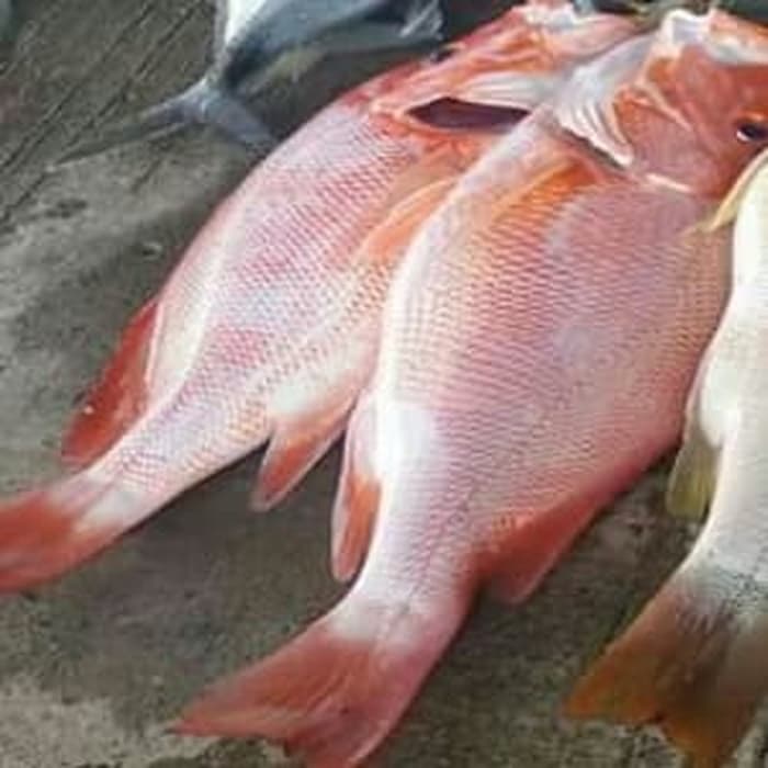 Detail Gambar Ikan Kakap Merah Besar Nomer 18