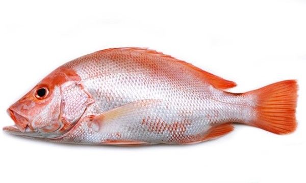 Detail Gambar Ikan Kakap Merah Besar Nomer 3