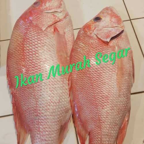 Detail Gambar Ikan Kakap Merah Besar Nomer 21