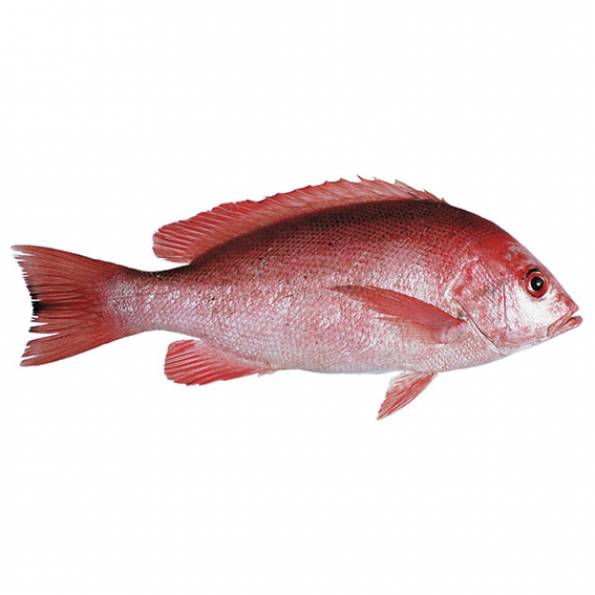 Detail Gambar Ikan Kakap Merah Besar Nomer 24