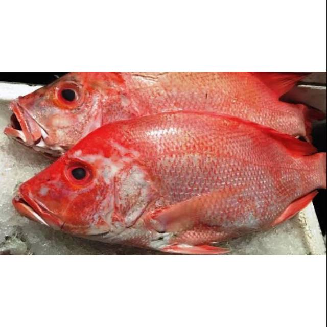 Detail Gambar Ikan Kakap Merah Besar Nomer 4