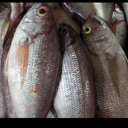 Detail Gambar Ikan Kakap Merah Besar Nomer 49