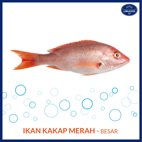 Detail Gambar Ikan Kakap Merah Besar Nomer 50