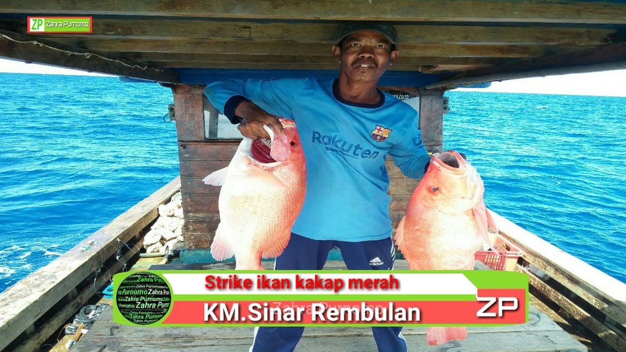 Detail Gambar Ikan Kakap Merah Besar Nomer 54