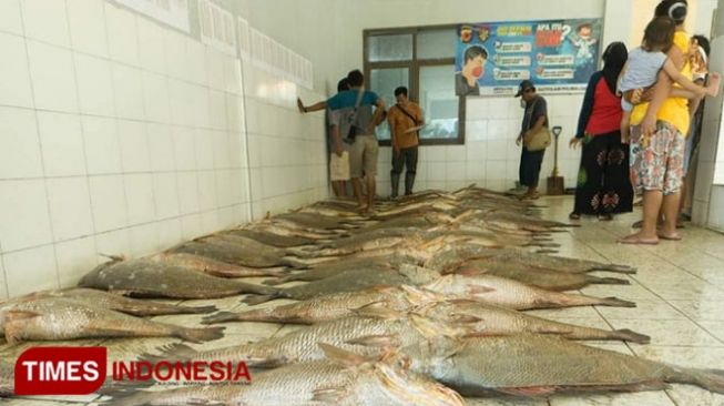 Detail Gambar Ikan Kakp China Nomer 2