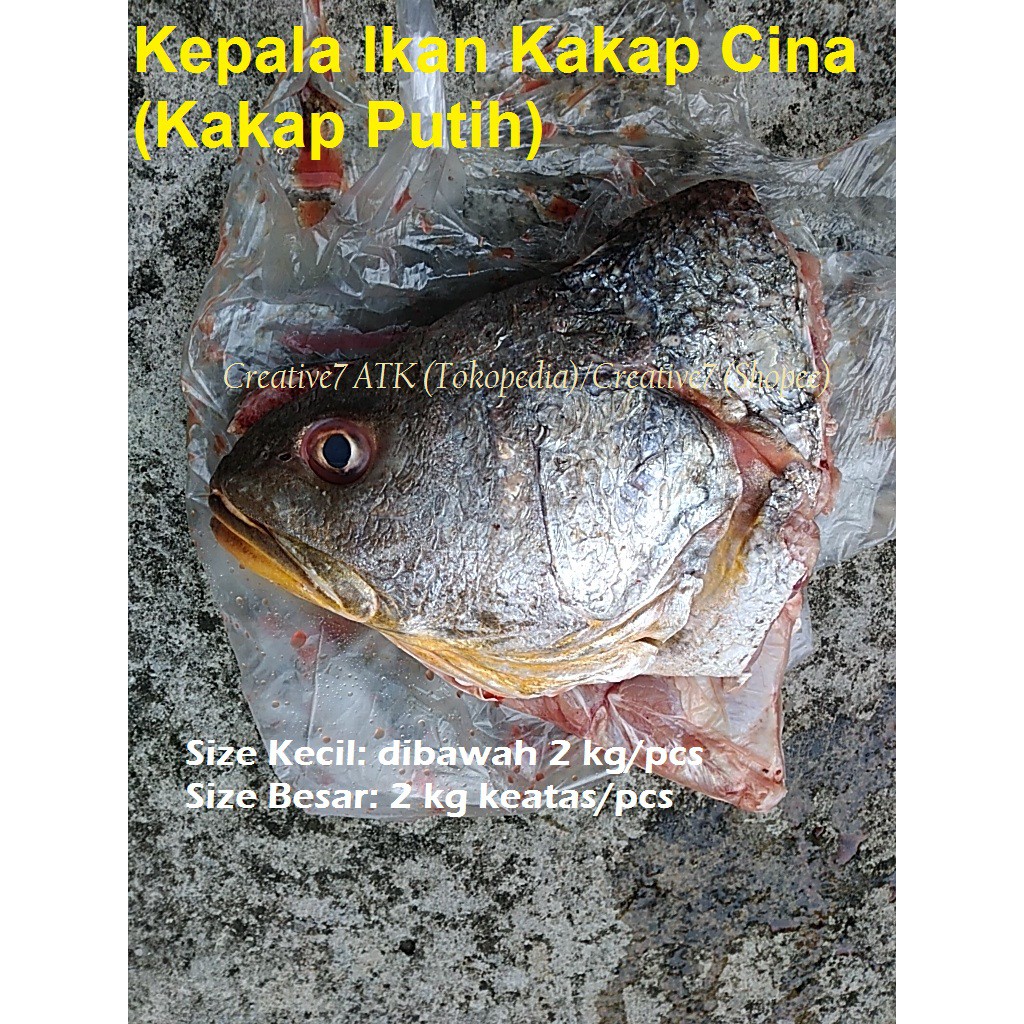 Detail Gambar Ikan Kakp China Nomer 15