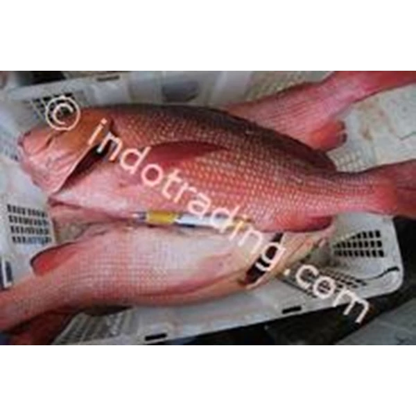 Detail Gambar Ikan Kakp China Nomer 49
