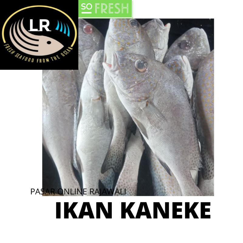 Detail Gambar Ikan Kaneke Nomer 14