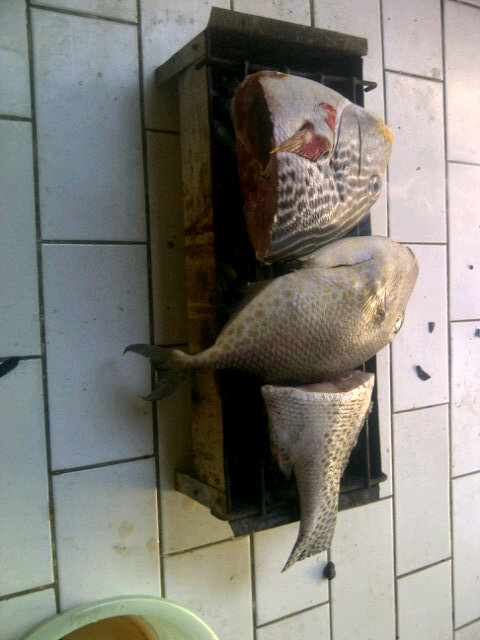 Detail Gambar Ikan Kaneke Nomer 29