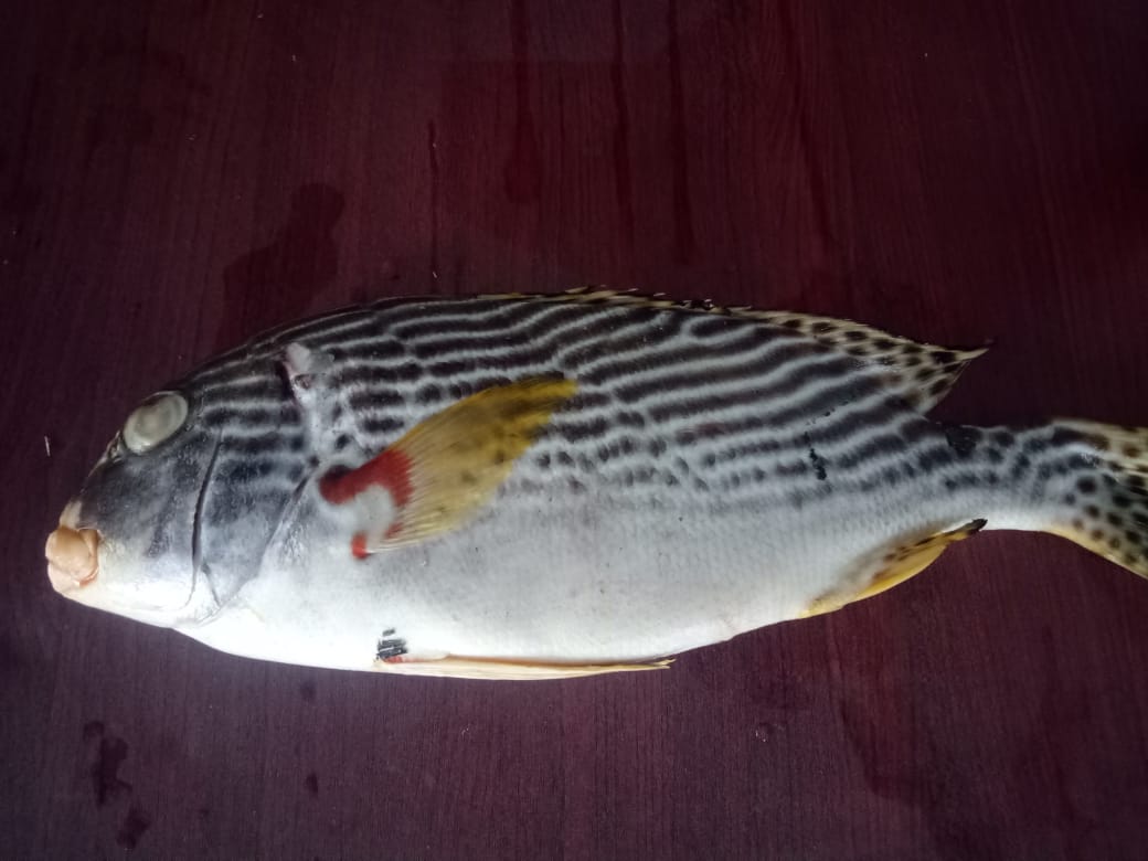 Detail Gambar Ikan Kaneke Nomer 6