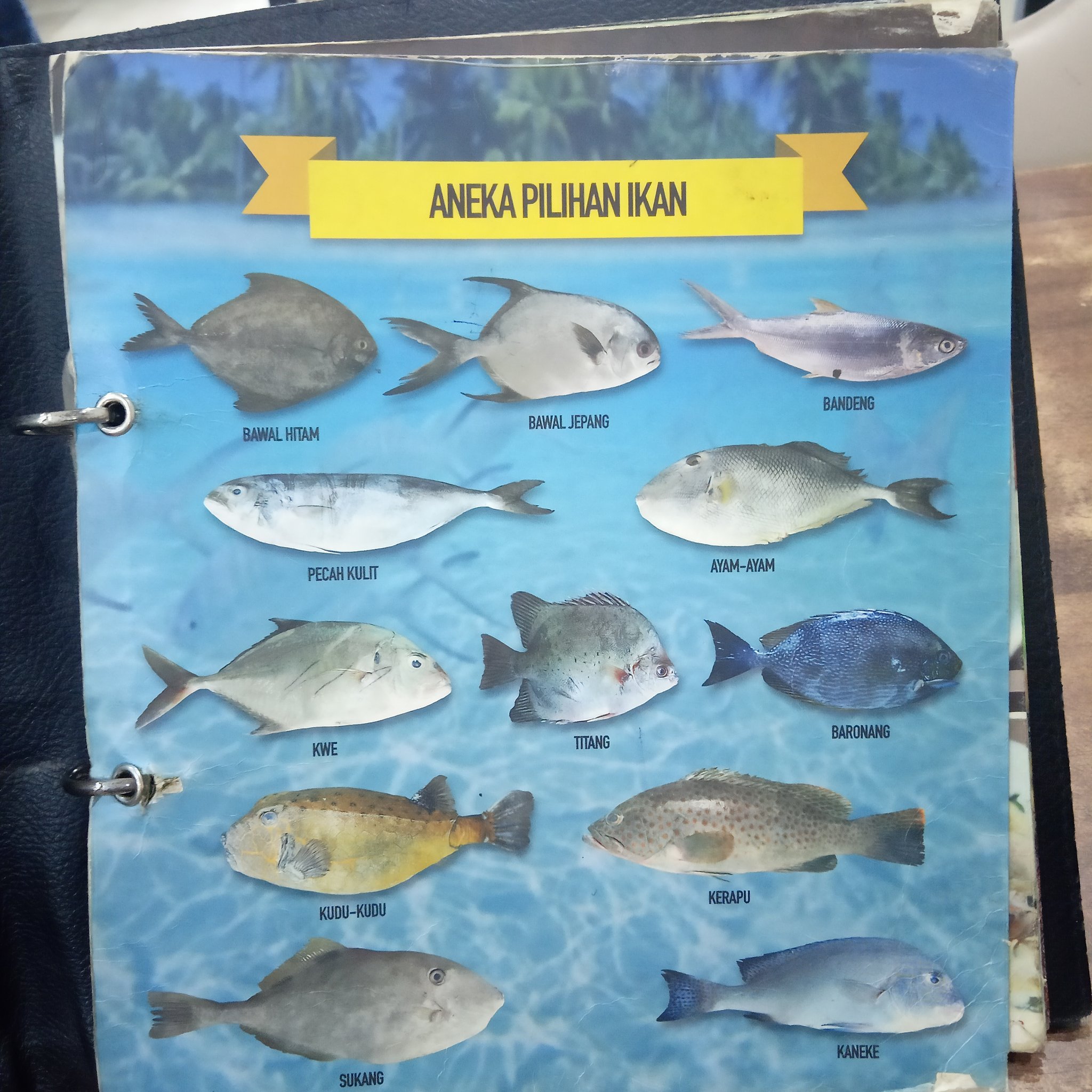 Detail Gambar Ikan Kaneke Nomer 51