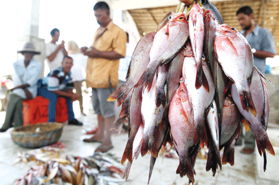 Detail Gambar Ikan Karang Nomer 22