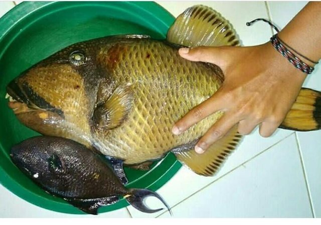 Detail Gambar Ikan Karang Nomer 31