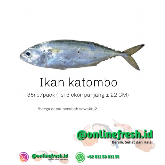 Gambar Ikan Katombo - KibrisPDR