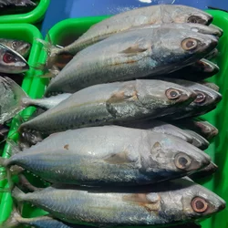 Detail Gambar Ikan Katombo Nomer 22
