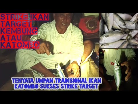 Detail Gambar Ikan Katombo Nomer 44