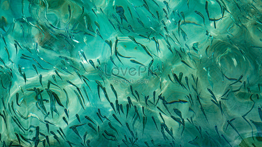 Detail Gambar Ikan Kecil Nomer 30