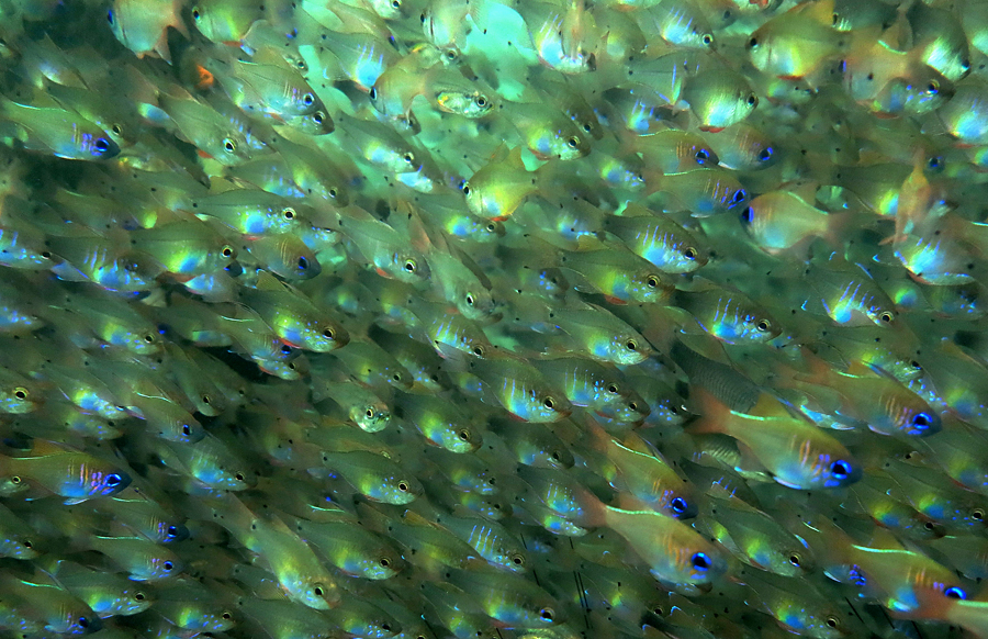 Detail Gambar Ikan Kecil Nomer 32