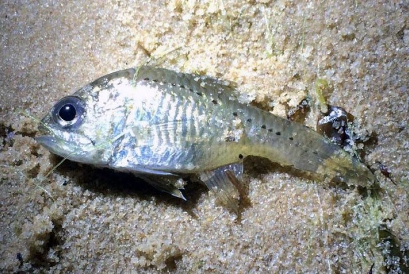 Detail Gambar Ikan Kecil Kecil Nomer 46