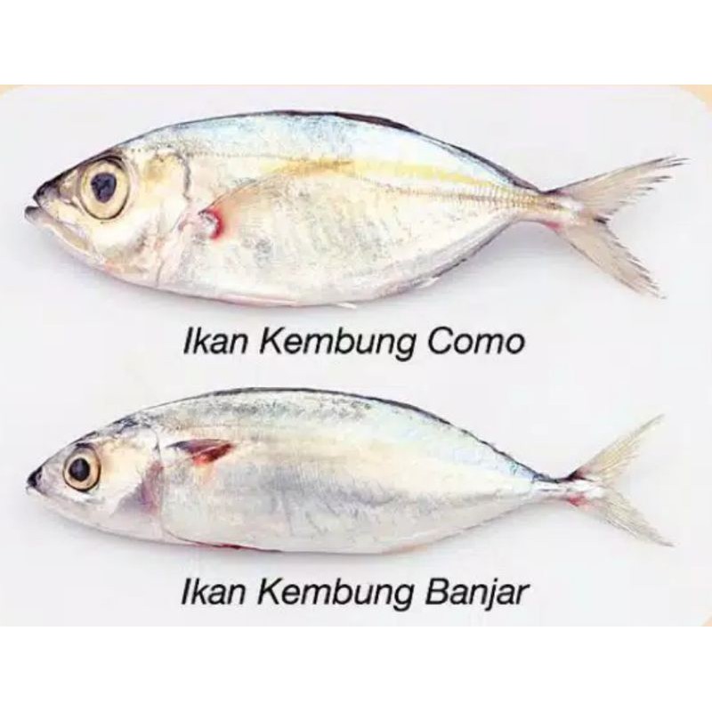 Detail Gambar Ikan Kembung Nomer 54