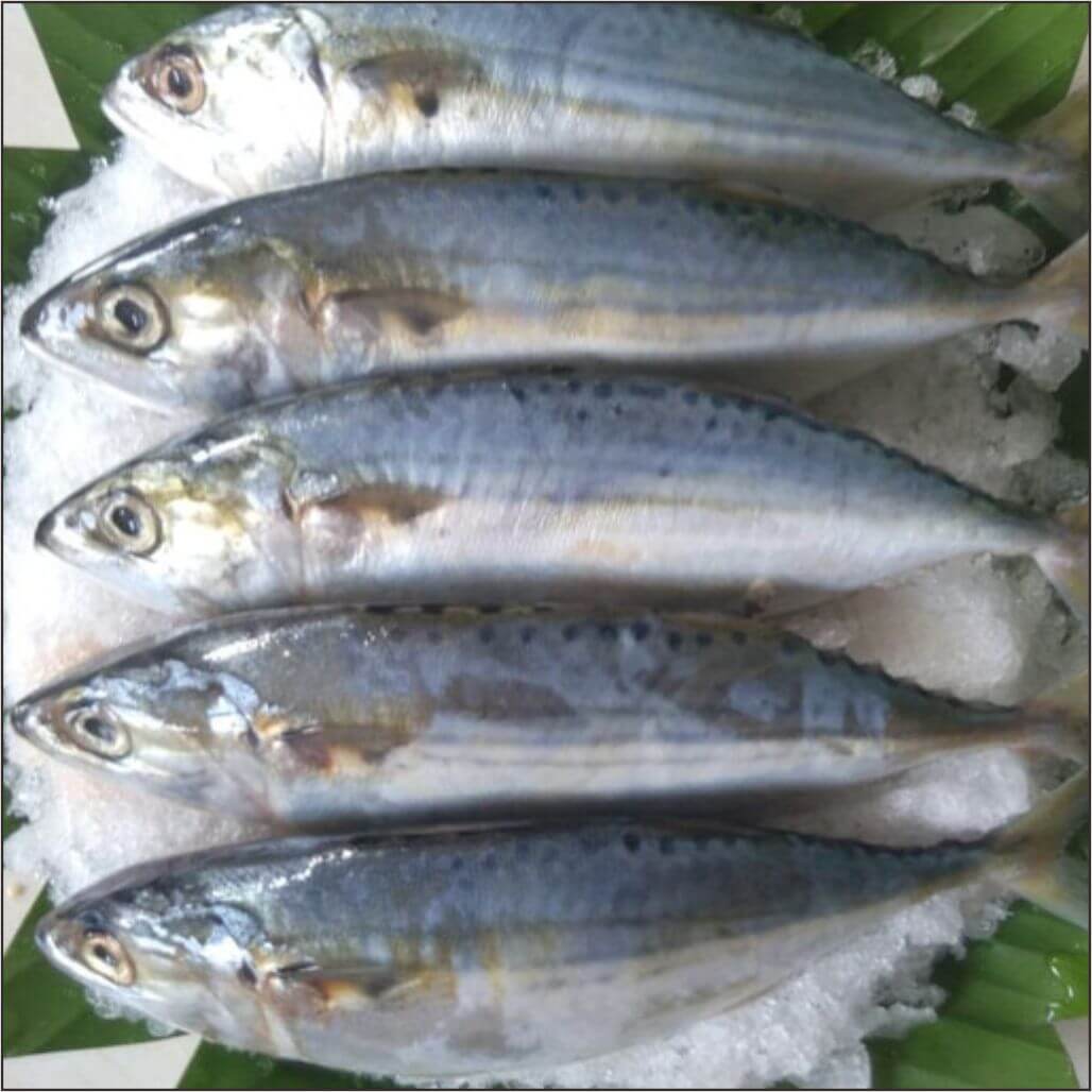 Detail Gambar Ikan Kembung Banjar Nomer 16