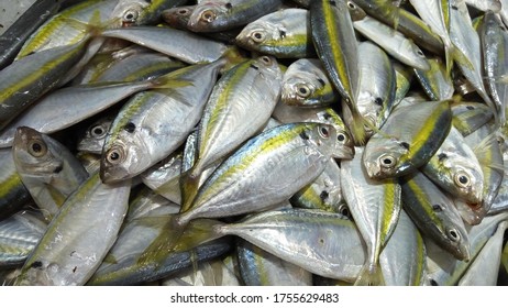 Detail Gambar Ikan Kembung Banjar Nomer 3