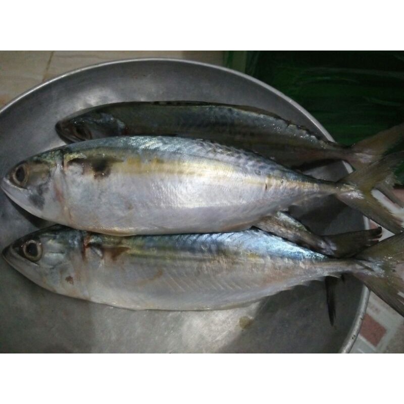 Detail Gambar Ikan Kembung Banjar Nomer 24