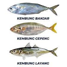 Detail Gambar Ikan Kembung Banjar Nomer 33