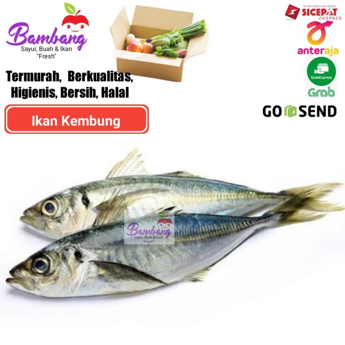 Detail Gambar Ikan Kembung Banjar Nomer 36