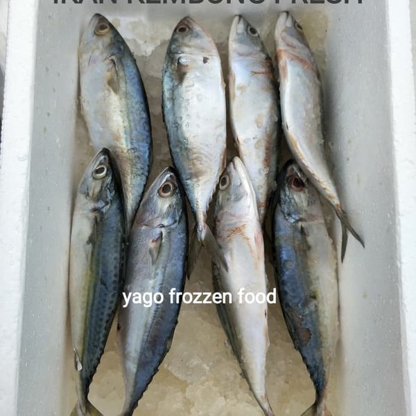 Detail Gambar Ikan Kembung Banjar Nomer 49