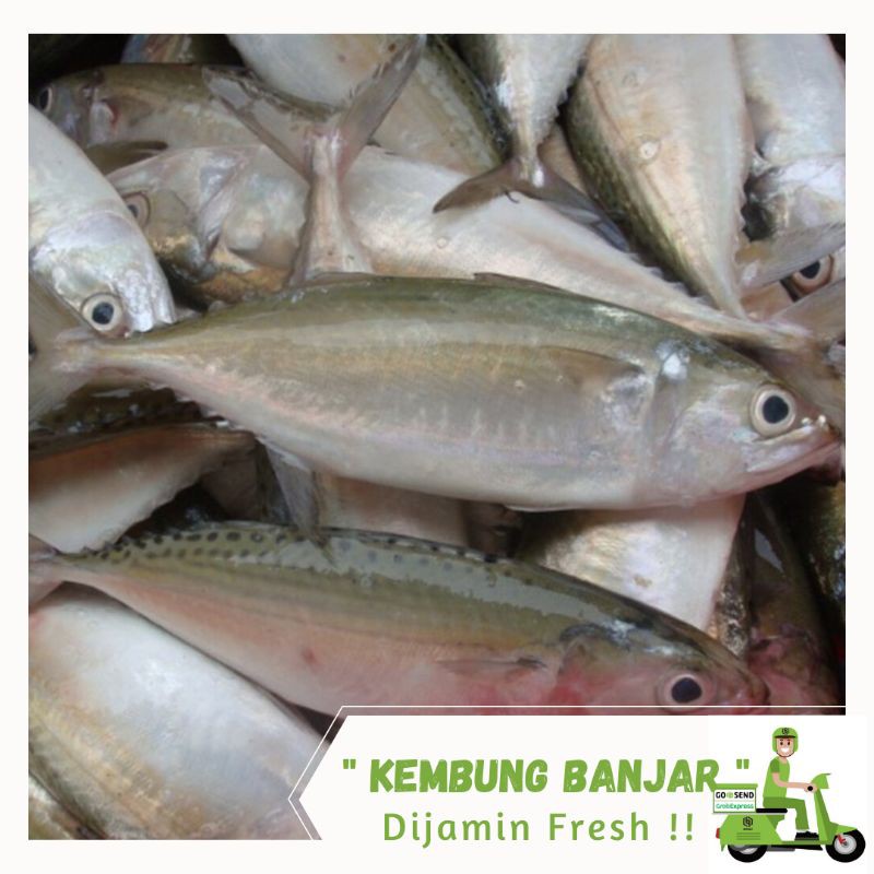 Detail Gambar Ikan Kembung Banjar Nomer 55