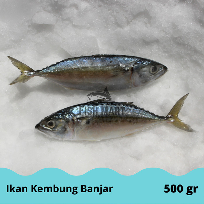 Detail Gambar Ikan Kembung Banjar Nomer 56