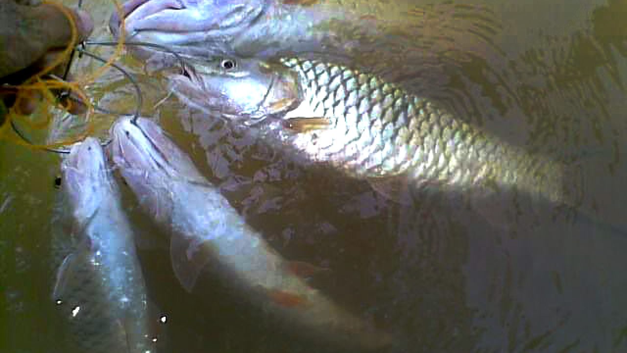 Detail Gambar Ikan Kena Pancing Nomer 4