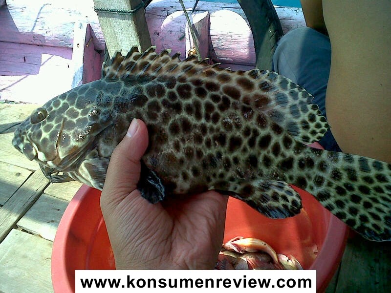 Detail Gambar Ikan Kerapu Macan Nomer 15