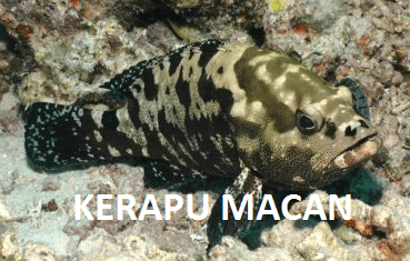 Detail Gambar Ikan Kerapu Macan Nomer 26