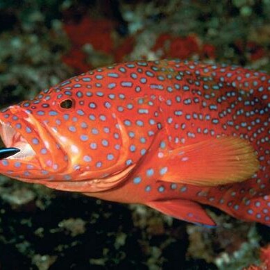 Detail Gambar Ikan Kerapu Merah Nomer 2