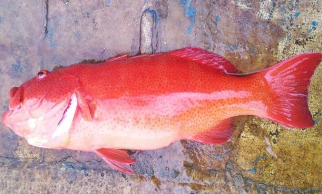 Detail Gambar Ikan Kerapu Merah Nomer 25