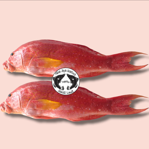 Detail Gambar Ikan Kerapu Merah Nomer 26