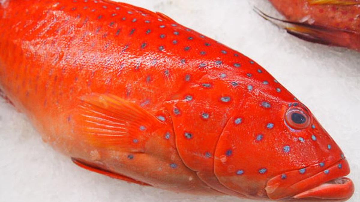 Detail Gambar Ikan Kerapu Merah Nomer 29