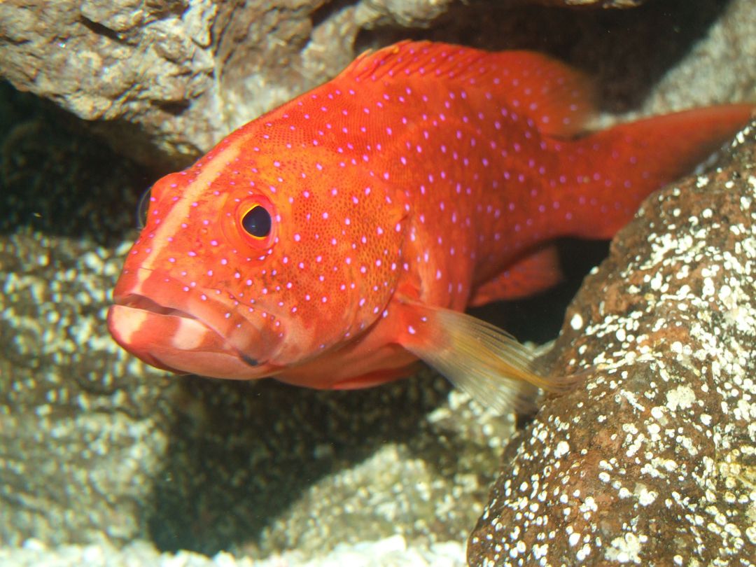 Detail Gambar Ikan Kerapu Merah Nomer 33