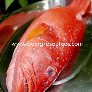 Detail Gambar Ikan Kerapu Merah Nomer 45
