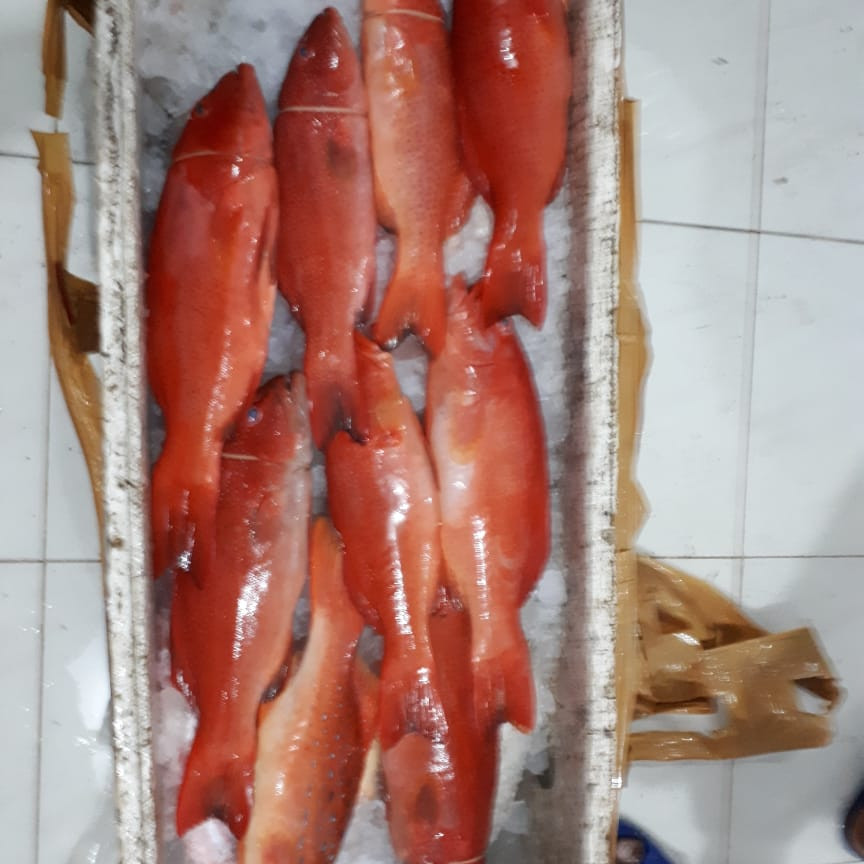 Detail Gambar Ikan Kerapu Merah Nomer 47